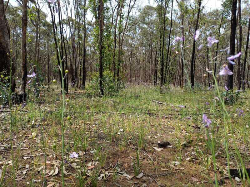 A field of native grassland