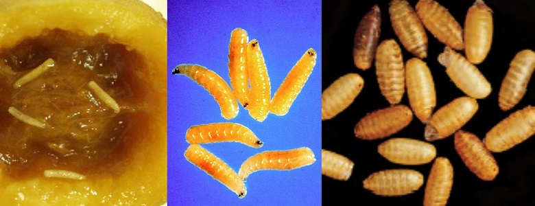 Queensland Fruit Fly larvae